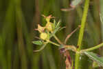 Yellow meadowbeauty